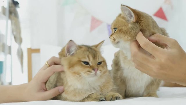 4K Cat owner playing with her tabby kitten
