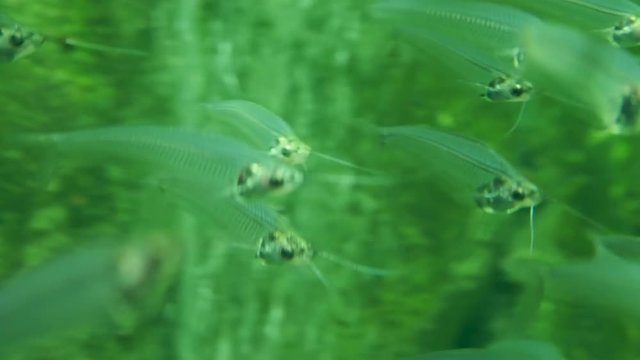Kryptopterus bicirrhis, often called the glass catfish.