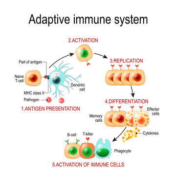 Adaptive immune system from Antigen presentation to activation of other immune cells