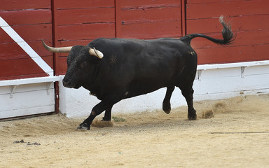 toro español corriendo en plaza de toros