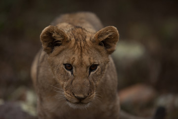 Lion Cub
