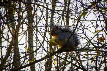 Grey squirrel in winter tree at sunset
