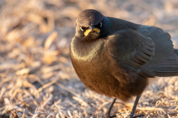 Pied starling or African pied starling (Lamprotornis bicolor) looking angry