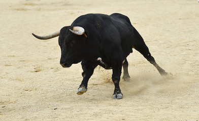 toro en españa