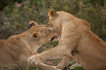 Fototapeta na wymiar Grooming lions