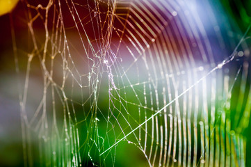 Abstract spider web background.