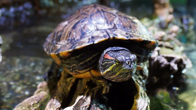 Pond slider, Trachemys scripta, common medium-sized semi-aquatic turtle. Red-eared turtles.