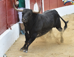 toro en españa