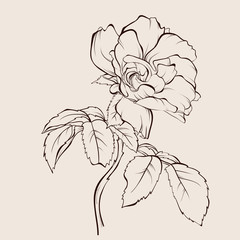 Vintage flower bouquet. Vector drawing. Sketch rose flower.