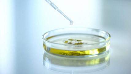Scientist dropping chemical substance on herb in petri dish medicine development