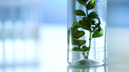 Green plant in laboratory tube standing on table, examining extract properties