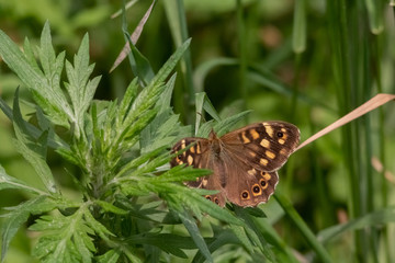 papillon