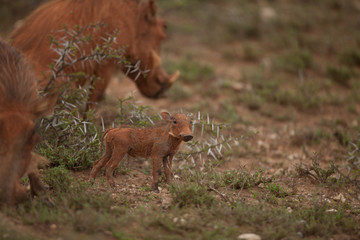 Baby Warthog