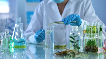 Lab technician pouring oil in test liquid, cosmetics production, aromatherapy