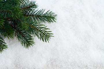 Evergreen fir tree in snow, top view scene