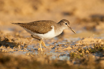 Common sandpiper - Actitis hypoleucos Looking for food in the water and mud