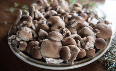 Mushroom Fungo Pioppino  VEGAN FOOD