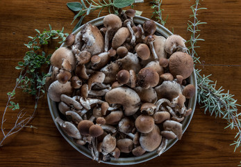 Mushroom Fungo Pioppino kaki Autumm VEGAN FOOD