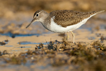 Common sandpiper - Actitis hypoleucos Looking for food in the water and mud