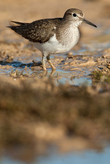 Common sandpiper - Actitis hypoleucos Looking for food in the water and mud