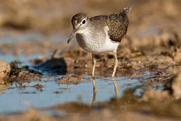 Common sandpiper - Actitis hypoleucos Looking for food in the water and mud