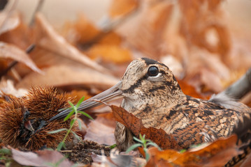 Eurasian woodcock, Scolopax rusticola, camouflaged among the leaves in Autumn