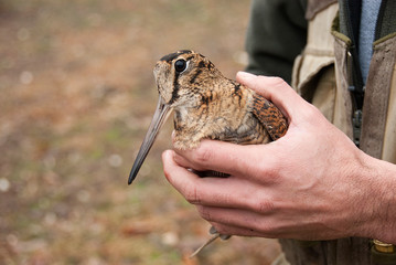 Eurasian woodcock, Scolopax rusticola, in the hands of an ornithologis © JAH