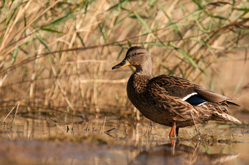 Female wild duck ( Anas platyrhynchos )