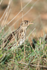 Lark of Dupont, Chersophilus duponti, in its habitat, Spain