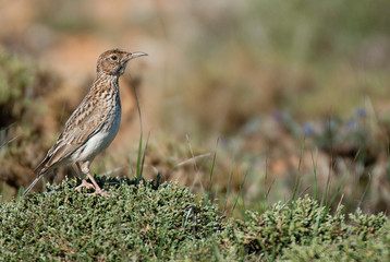 Lark of Dupont, Chersophilus duponti, in its habitat, Spain