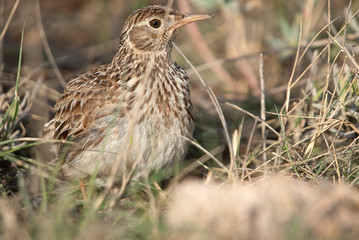 Lark of Dupont, Chersophilus duponti, in its habitat, Spain