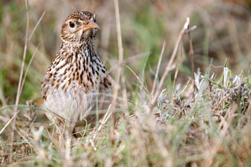 Lark of Dupont, Chersophilus duponti, in its habitat, Spain