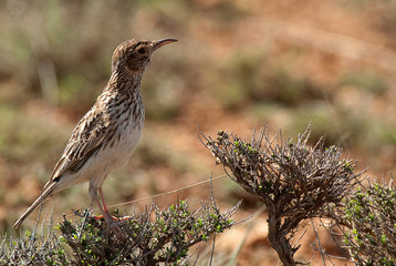 Lark of Dupont, Chersophilus duponti, in its habitat, Spain