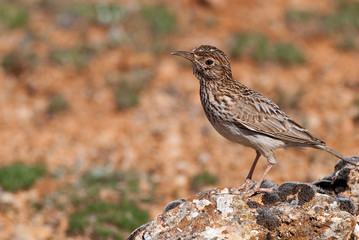 Lark of Dupont, Chersophilus duponti, in its habitat, Spain