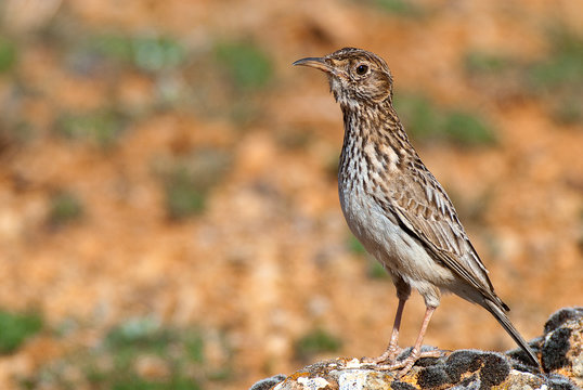 Lark of Dupont, Chersophilus duponti, in its habitat, Spain