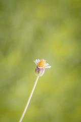 Close-up of grass flowers