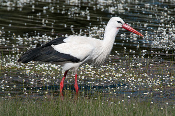 White stork (Ciconia ciconia) on the water in spring