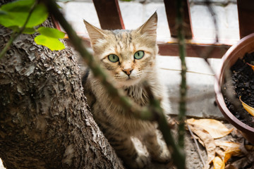 Turkish cat behind a tree in the garden