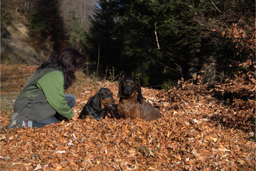 Jagdhunde im Laub