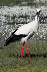 White stork (Ciconia ciconia) on the water in spring