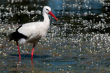 White stork (Ciconia ciconia) on the water in spring