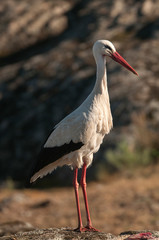 White stork standing on the rocks (Ciconia ciconia)