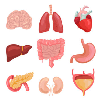 Cartoon human body organs. Healthy digestive, circulatory. Organ anatomy icons for medical chart vector set