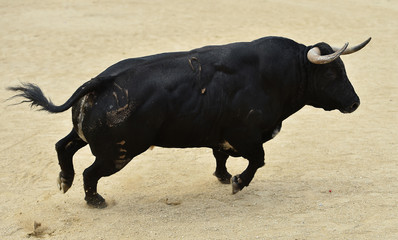 spanish bull running in bullring