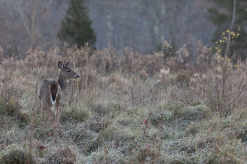 White-tailed deer.
