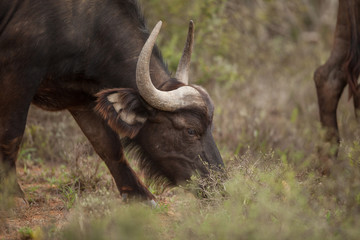 Feeding buffalo