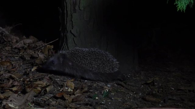 Igel bei Nacht, Braunsbrustigel bei Nacht, Igel Herbst Nacht