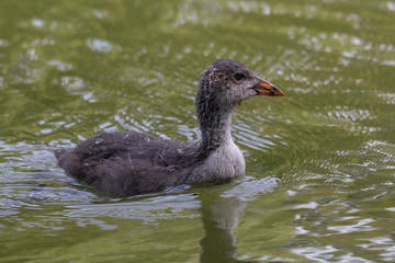 foulque