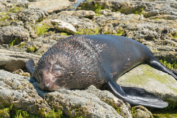 Naklejka premium Śliczna śpiąca foka na wybrzeżu morskim, zwierzę morskie