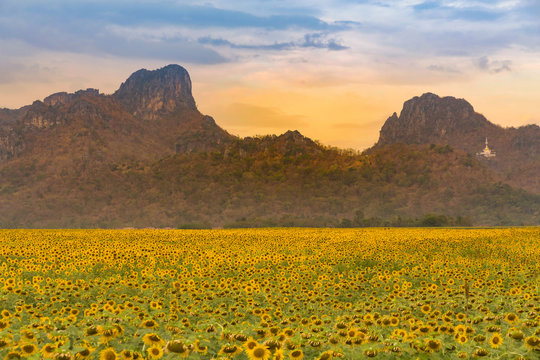 Sunflower field full bloom with mountain natural landscape background